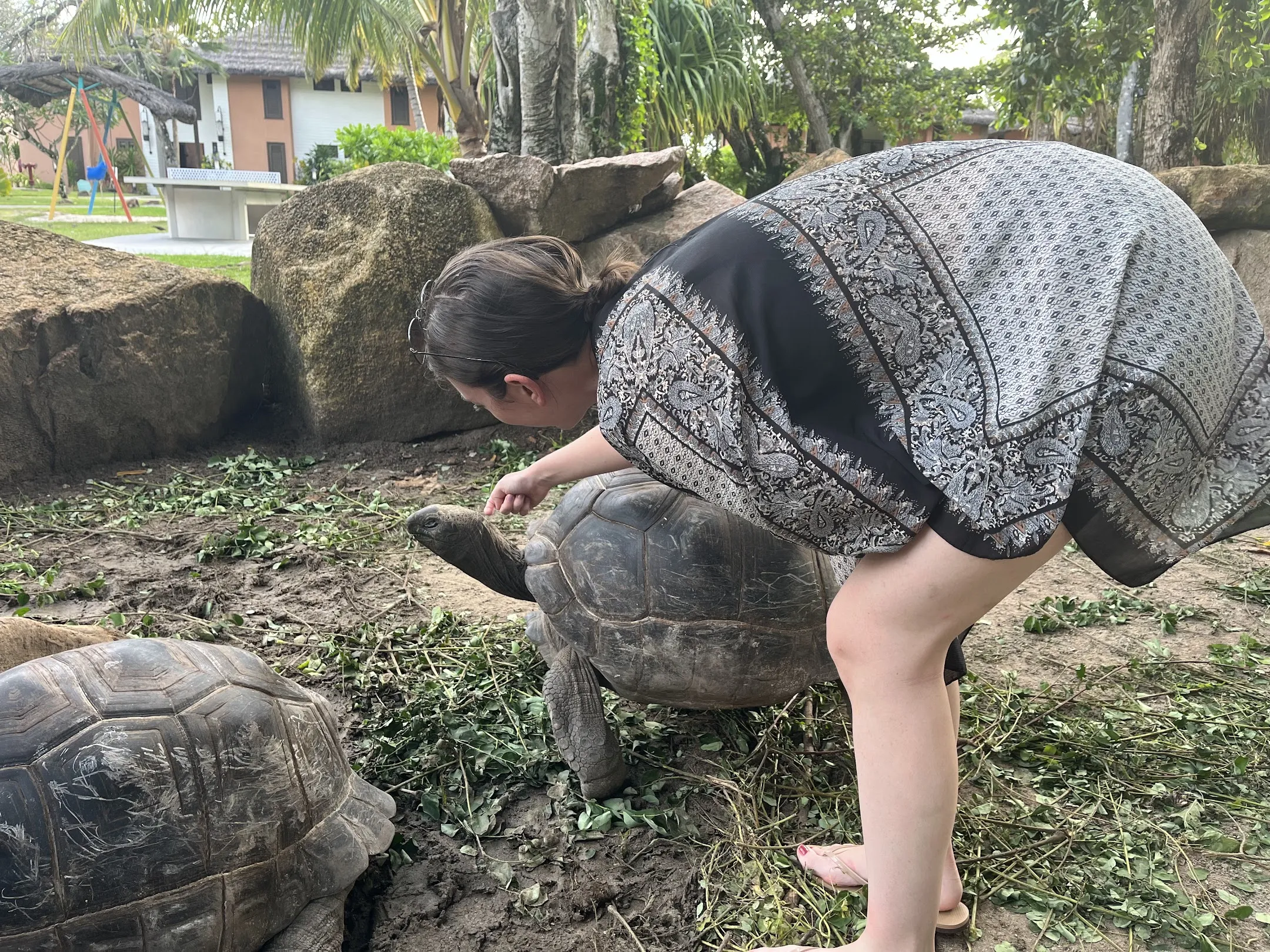 Turtles 4