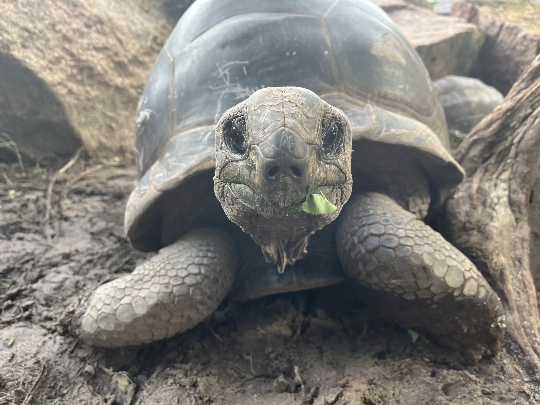 Turtles 5